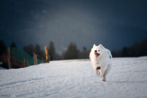 photographie chiens Bourgtheroulde