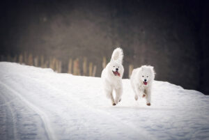 photographie chien Bourgtheroulde