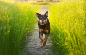 photographie chien bourgtheroulde