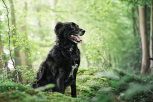 photographie chiens Bourgtheroulde