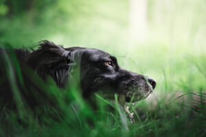 photographie chiens Bourgtheroulde