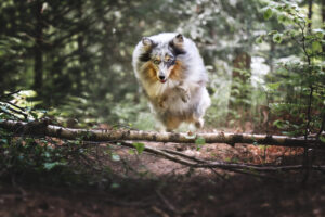 photographie chiens Bourgtheroulde