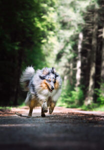 photographie chiens bourgtheroulde