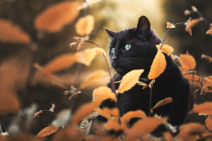 photographie chats Bourgtheroulde
