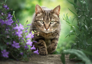 photographie chat Bourgtheroulde